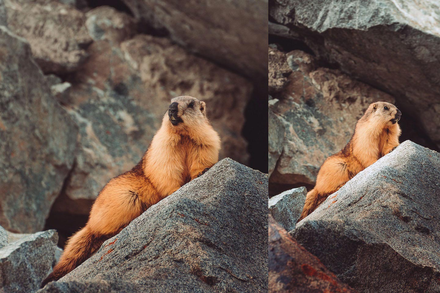 golden marmot