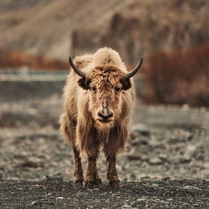 travel photographer