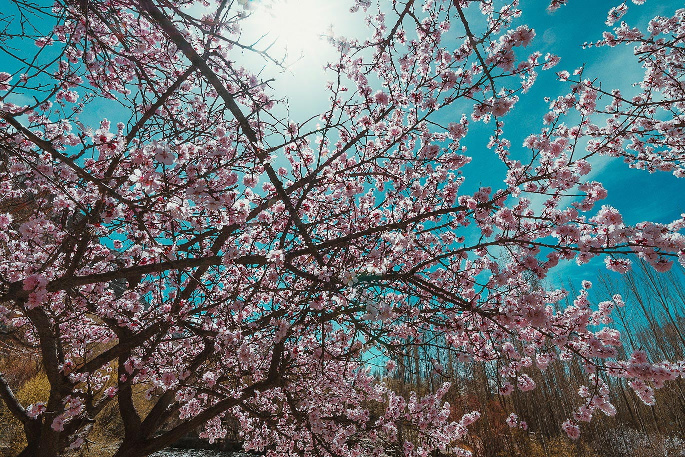 hunza cherry blossom season